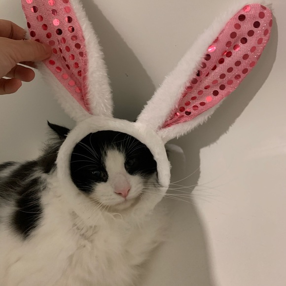 Meet your Posher, BB - Picture 5 of 10